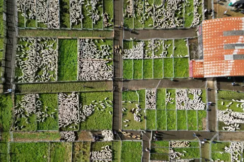 Getty Images An aerial view of Lairg lamb sales. White sheep are in pens laid out in a grid-like pattern on a large area of grass.
