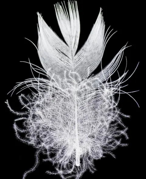 Miguel Montalvo/Smithsonian Feather under a microscope (c) Miguel Montalvo