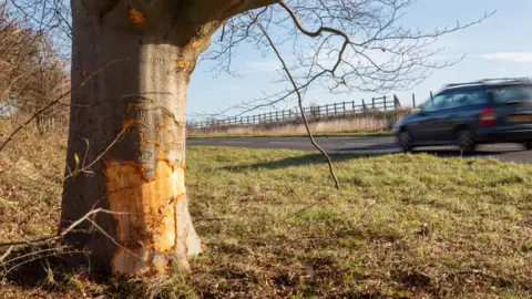 Terry Harris A1303 in Bottisham