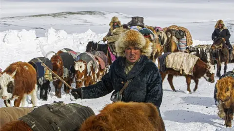 JENNY HIBBERT Nomads and their cattle in Mongolia