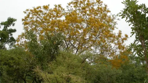 Marco Schmidt Pterocarpus erinaceus