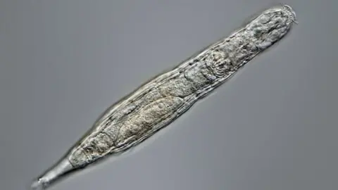 A bdelloid rotifer