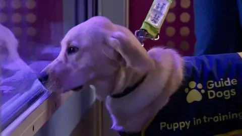 A Labrador puppy wearing a navy harness reading: "Guide Dogs. Puppy in training". The pup's nose is touching the glass of a large fish tank while being held on a leash