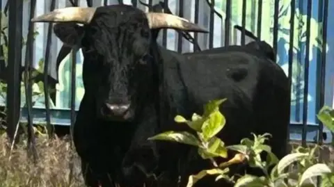 Birmingham City Council A black bull with white horns, stands in undergrowth in front of a metal fence, looking directly at the camera.