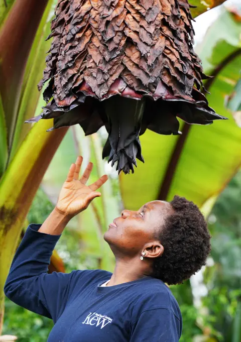 Jonathan Brady / PA Media Enset, Ethiopia's 'tree against hunger', flowers for the very first time, at Kew Gardens in London, on 12 April 2023