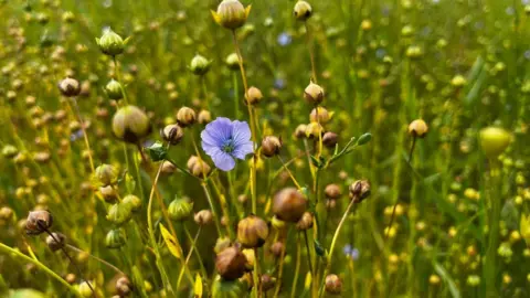 BBC Flax seed crop