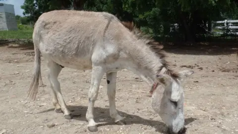 BBC Donkey at the sanctuary