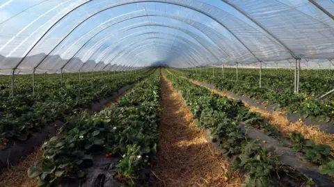 Getty Images Crops in a long plastic grow tunnel stretch far into the horizon, the plants appear to be strawberries or another small berry