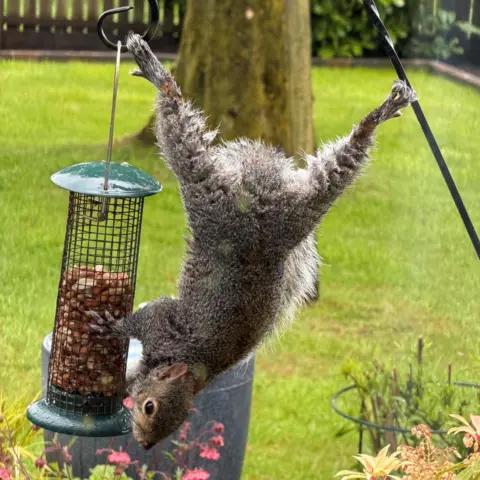 Alison Jones A grey squirrel stretched out in an acrobatic manner to access a nut holder in a garden.