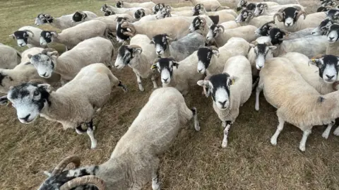 A flock of sheep in a grass field