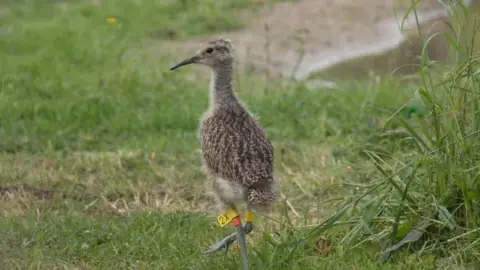 BTO/PA Wire Curlew