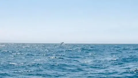 Evocean Sailing Humpback whale