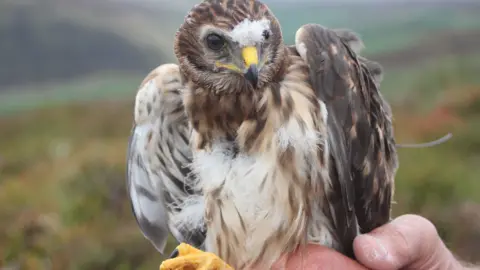 RSPB Hen harrier