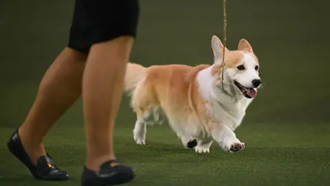AFP via Getty Images A Welsh Corgi named Hazel is walked around the ring