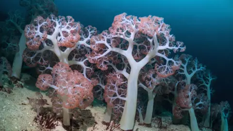 GEORGETTE DOUWMA/SCIENCE PHOTO LIBRARY Corals