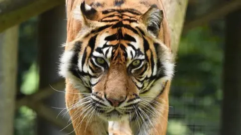 Thrigby Hall Dua the tiger