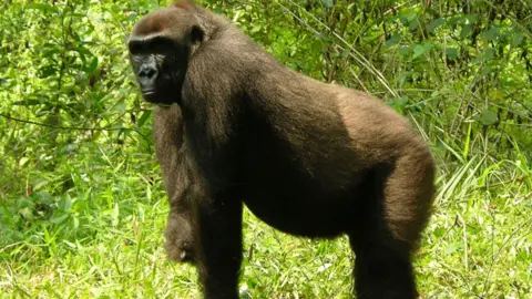 A gorilla in the wild. It is standing on three limbs, one of its limb is amputated below the elbow. 