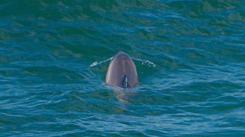 A bottlenose dolphin off the West Somerset coast. Its tail is visible as it dives into a blue-green sea