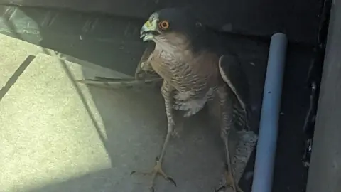 Helen Dodd The sparrowhawk in the back of the car