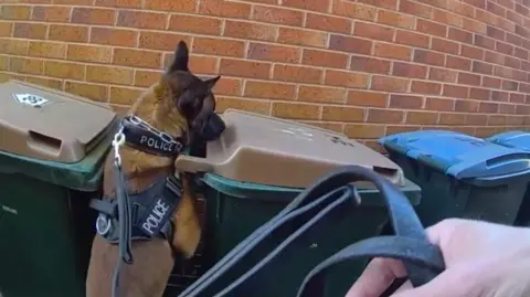 A police dog, jumping up to a green wheelie bin with a brown lid in front of a red stone building