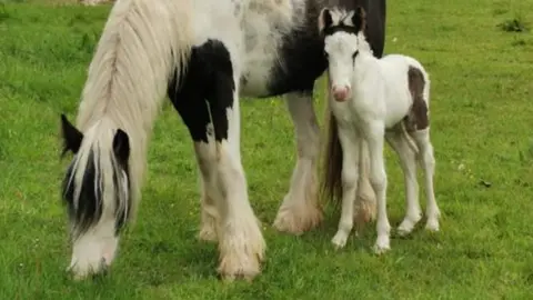 Blue Cross horses