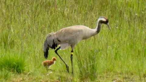 The crane chick and cranes