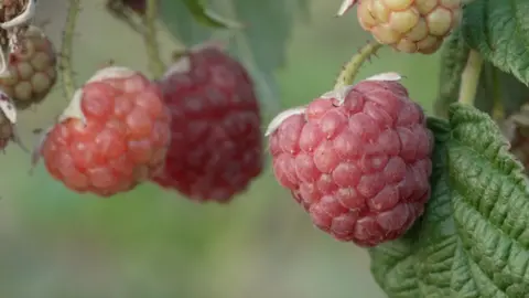 A close-up image of red healthy-looking raspberries hang on a branch.