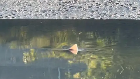 Thomas Davidson A shark fin poking out of water.