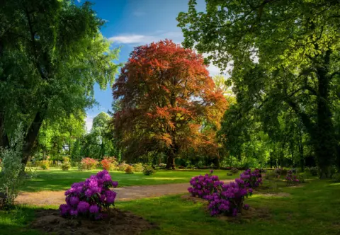 A majestic Common Beech tree stands in a lush park, its leaves displaying a striking mix of red and orange hues. Clusters of purple rhododendrons add bursts of colour to the foreground and a peaceful path wind through the park.