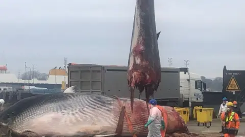 Ben Giles Photograph of the a Fin tonne whale cut in half laying on the port of Portsmouth Harbour. Orange ties are wrapped around the whales centre, and the tail of the whale can be seen dangling in the air, covered in blood, as some of its remains dangle below. A man in a full white PPE suit, long blue gloves, a face mask and a blue helmet walks in front of the whale, while three other men stand to the right of the body. An articulated lorry can be seen in the background.