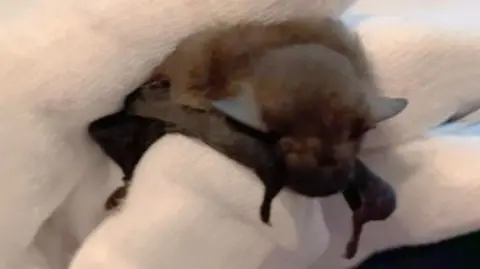 Tracey Jolliffe A baby bat found in Glasgow after being trapped in a suitcase