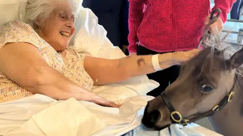 Therapy pony George with patient Linda Shardow at Sheppey Community Hospital