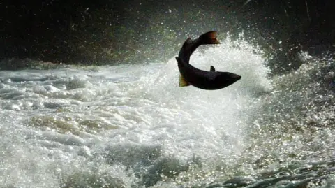A salmon trying to jump upstream.