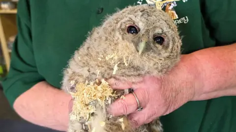 Wild Wings Birds of Prey A fluffy brown owl - appears to be a baby - covered in saw dust in a woman's arms.