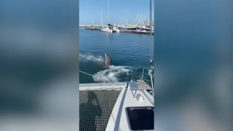 The bottlenose dolphin was filmed splashing a family in Portland Marina