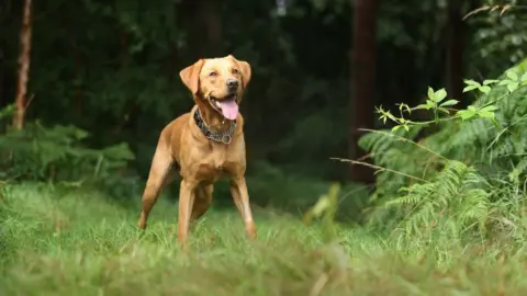 Nottinghamshire Police Rocky