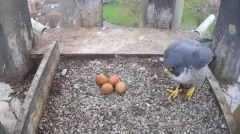 Worcester Cathedral A falcon with four eggs