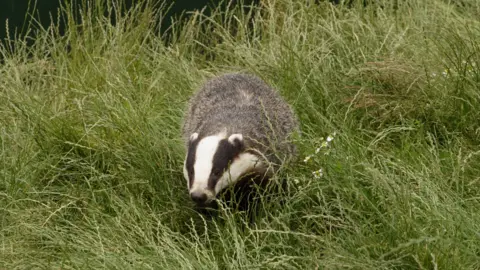 Getty Images Badger