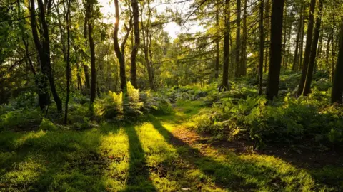 Getty Images Woodland with sun through trees