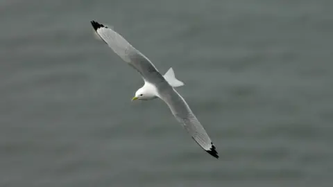 RSPB A kittiwake flying