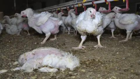 Animal Equality UK Flock at one of the farms investigated