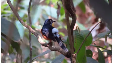 Wildlife Conservation Society  A white-rumped shama songbird close up in its cage