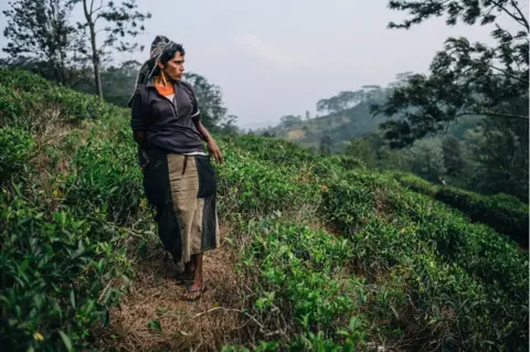 Schmoo Theune A tea plucker in a plantation field