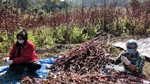 Dweller Sorting roselle for Dweller Teas