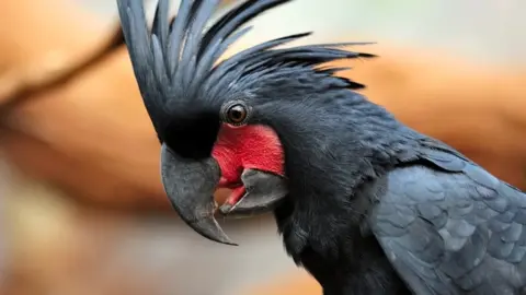 Palm cockatoo