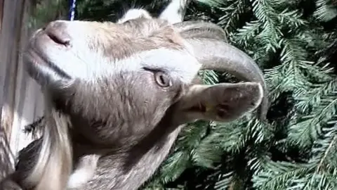 A goat in front of a Christmas tree.