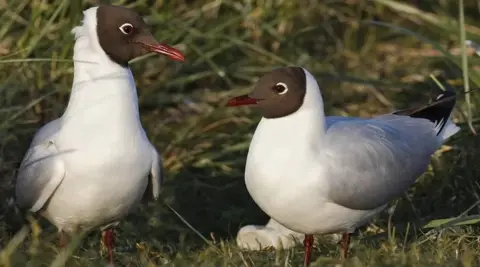 Getty Images black-head gull