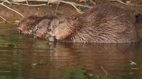 Devon Wildlife Trust, Mike Syme beavers and kits on a river in Devon