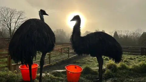 Brockswood A photo of two emus in a field with fences running alongside the paddock. The sun is visible behind one of the emus heads.
