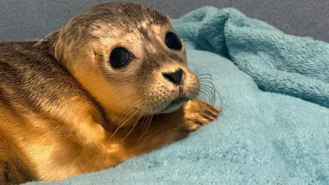 A seal pup with golden brown fur tinged with black and large black eyes is resting its head on a paw. It is lying on a blue-green towel.